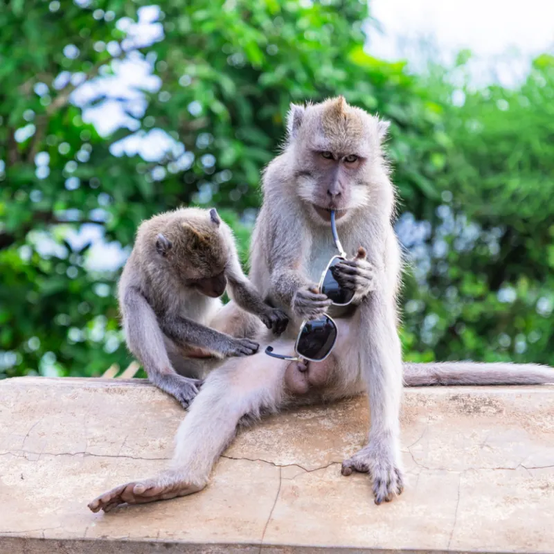 Uluwatu Temple Monkeys Play With Sunglasses