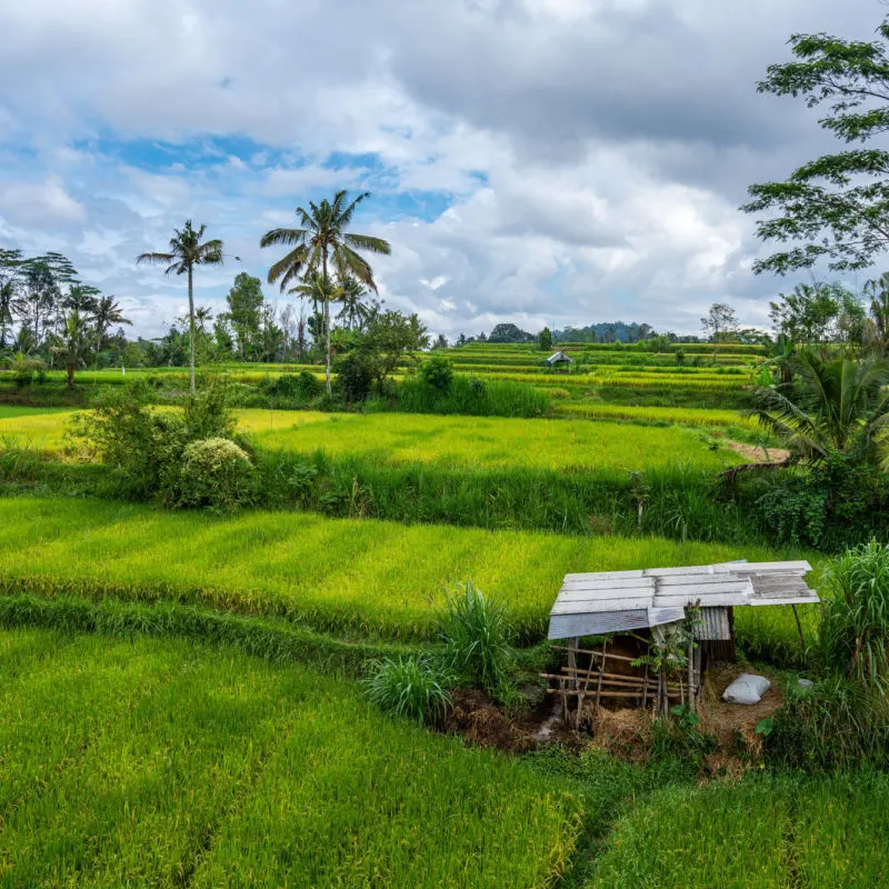 View of Sidemen Rice Terrace
