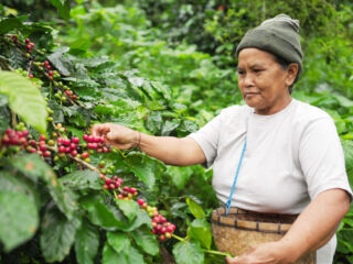 Bali’s Fertile Soils Help Grow More Than Just Rice As Eco-Minded Tourists Can Discover On Vacation