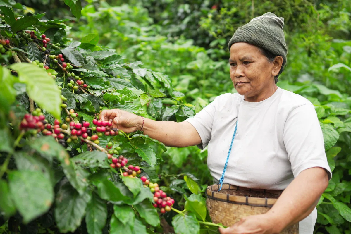 Coffee Farmer In Rural Bali.jpg