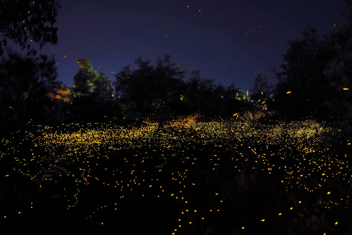 Fireflies in Garden at Night.jpg