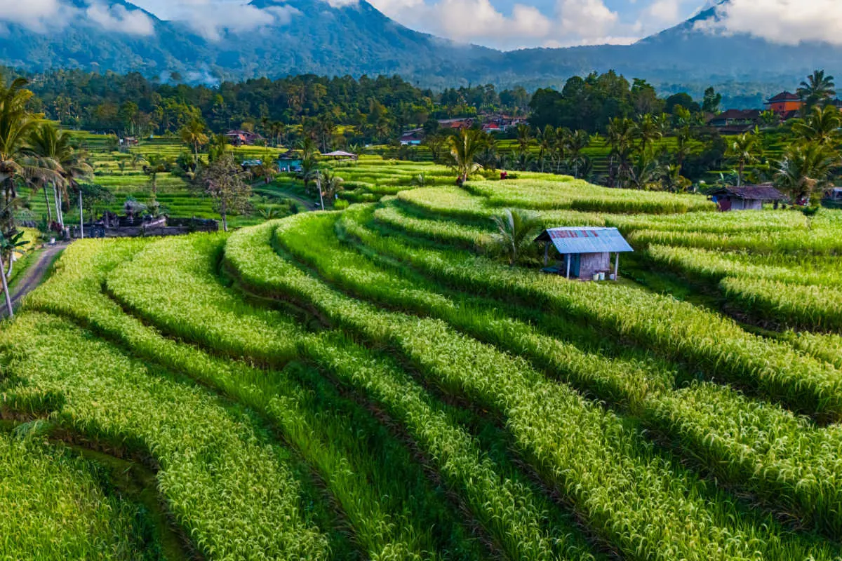 Jatiluwih Rice Terraces in Tabanan Regency.jpg