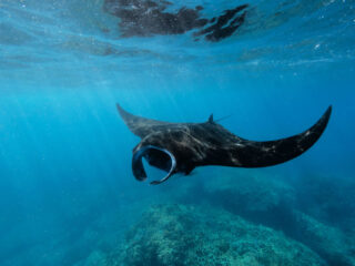 Diving With Manta Rays In Bali Is A Once In A Lifetime Underwater Adventure 