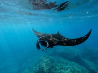 Diving With Manta Rays In Bali Is A Once In A Lifetime Underwater Adventure&nbsp;