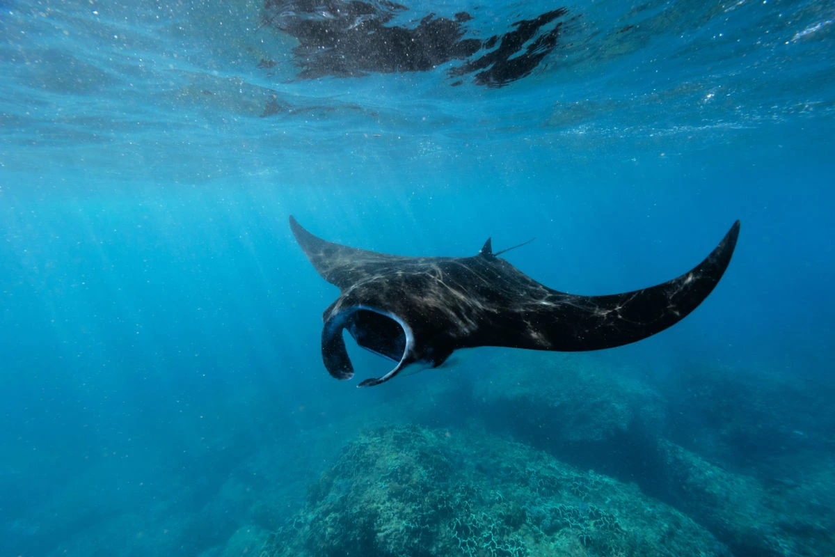 Manta Ray Off Coast of Bali