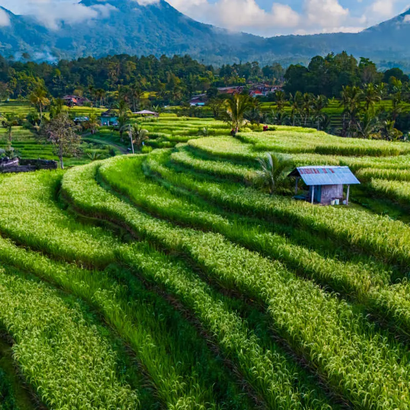 Jatiluwih Rice Terraces in Tabanan Regency