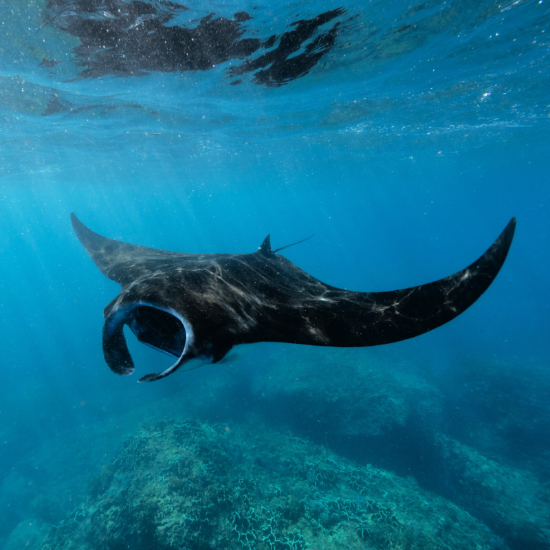 Manta Ray Off Coast of Bali