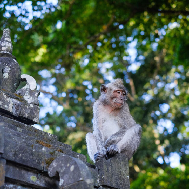 Bali Tourists Instructed Not To Touch Monkeys At Popular Attractions ...