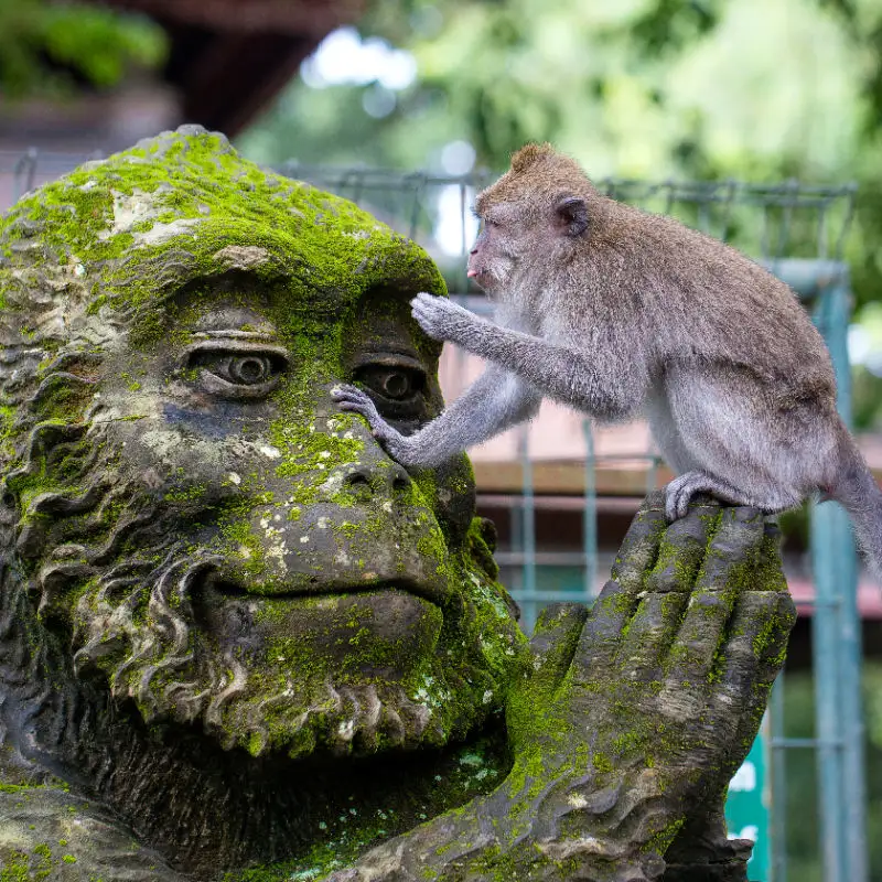 Monkey at Ubud Monkey Forest