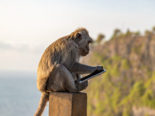 Monkeys At Popular Bali Temple Branded As ‘Criminal Enterprise’