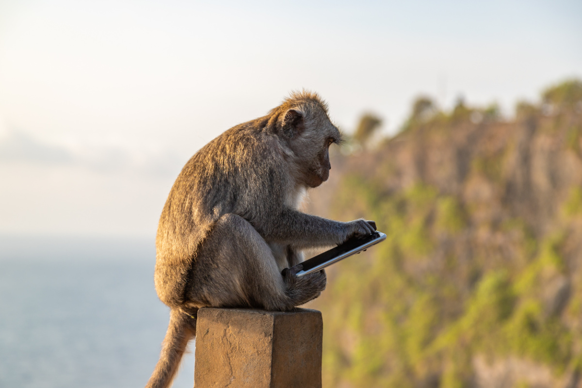 Monkey on Phone at Uluwatu Temple Bali.jpg