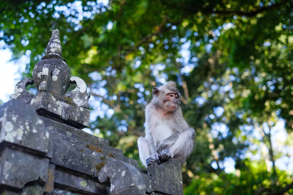 Monkey At Bali's Alas Kedaton Monkey Forest Attractions 