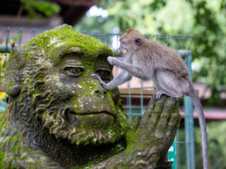 Ubud Monkey Forest Is A Must Visit For Bali Tourists But Rules Must Be Obeyed 