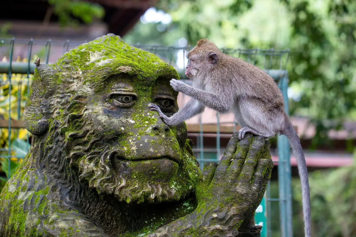 Monkey at Ubud Monkey Forest .jpg