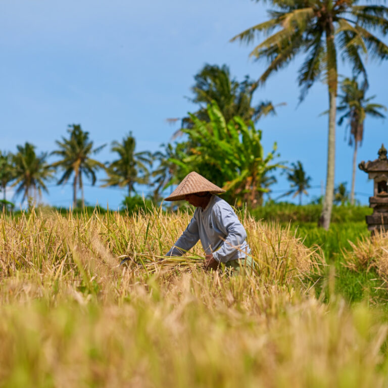 Bali’s Most Famous Rice Terraces Celebrate Increase In Tourist Visits ...