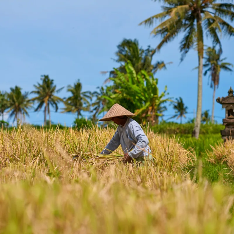 Subak In Rural Bali Village