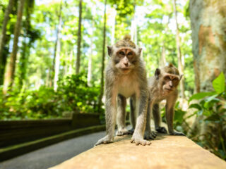 Bali Tourists Instructed Not To Touch Monkeys At Popular Attractions