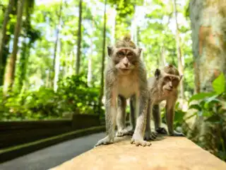 Bali Tourists Instructed Not To Touch Monkeys At Popular Attractions&nbsp;