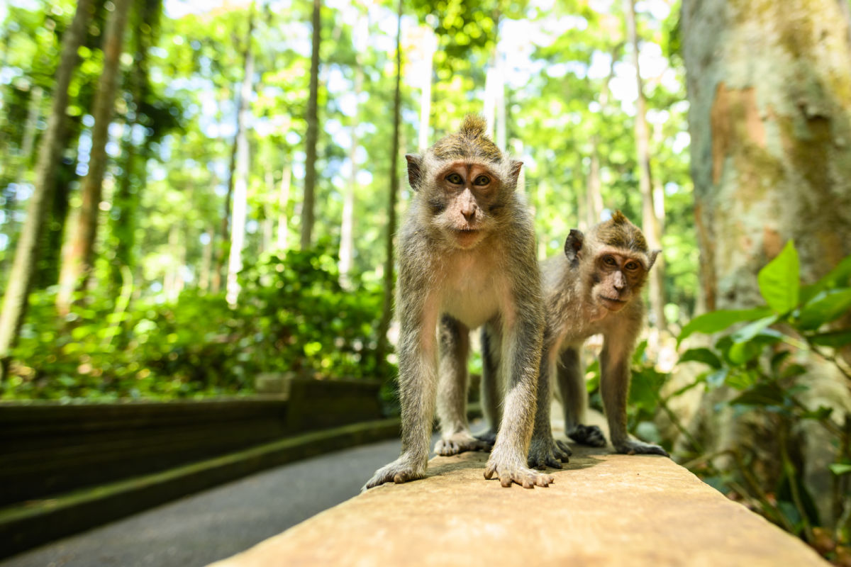 Bali Tourists Instructed Not To Touch Monkeys At Popular Attractions 