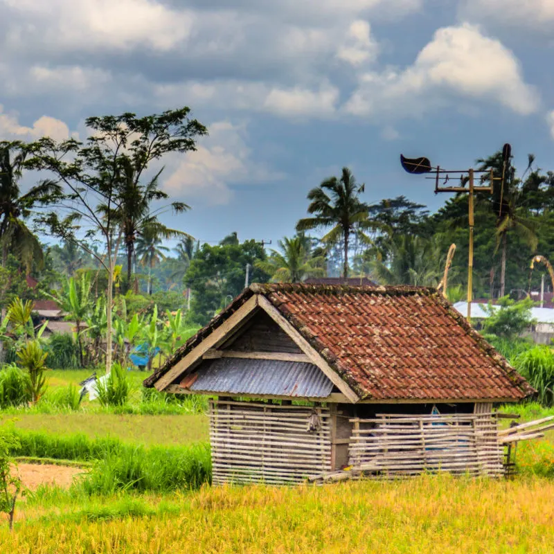 Farm Outside Ubud Bali Rice Paddy