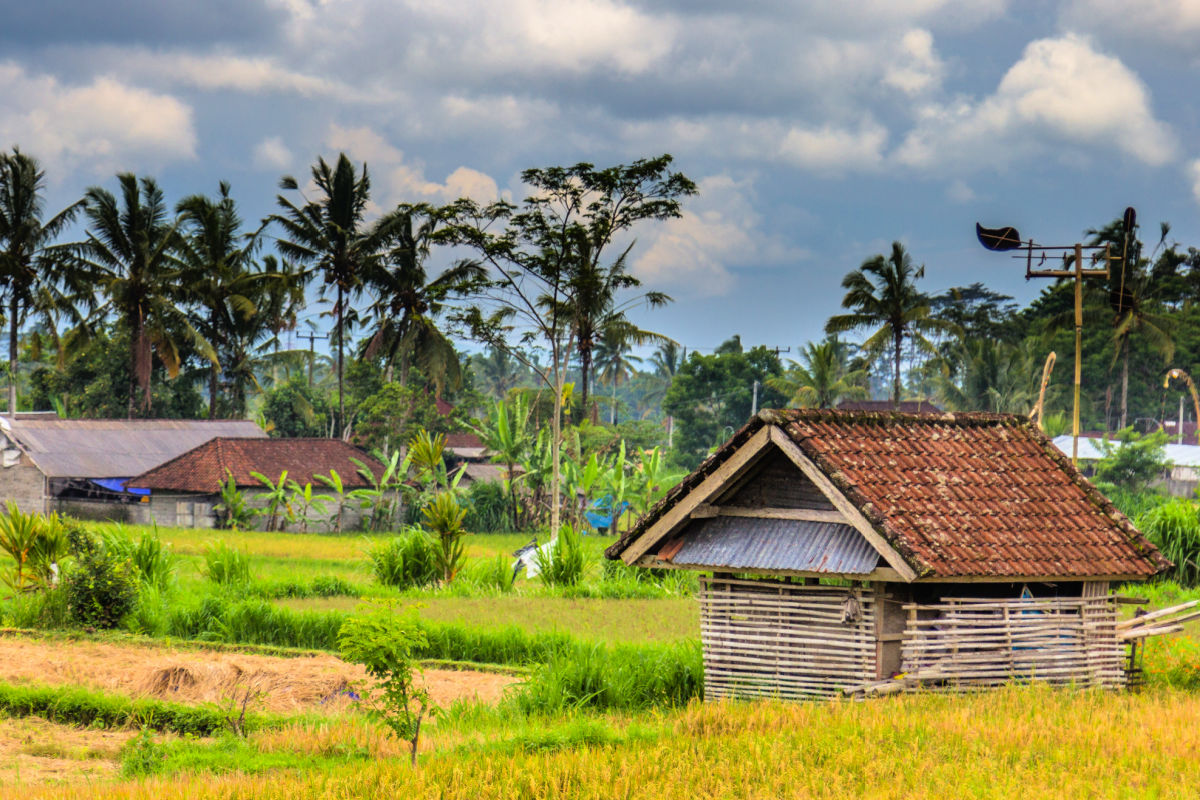 Farm Outside Ubud Bali Rice Paddy.jpg