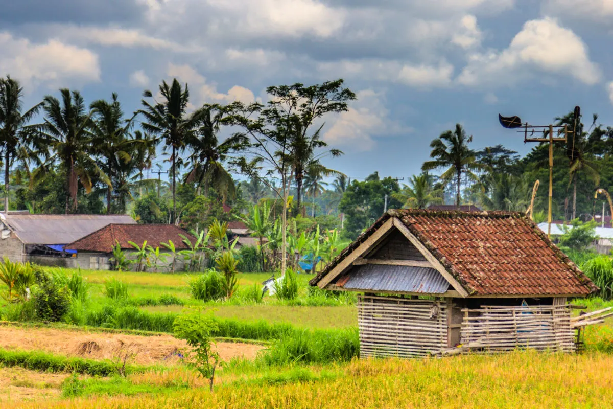 Farm Outside Ubud Bali Rice Paddy.jpg
