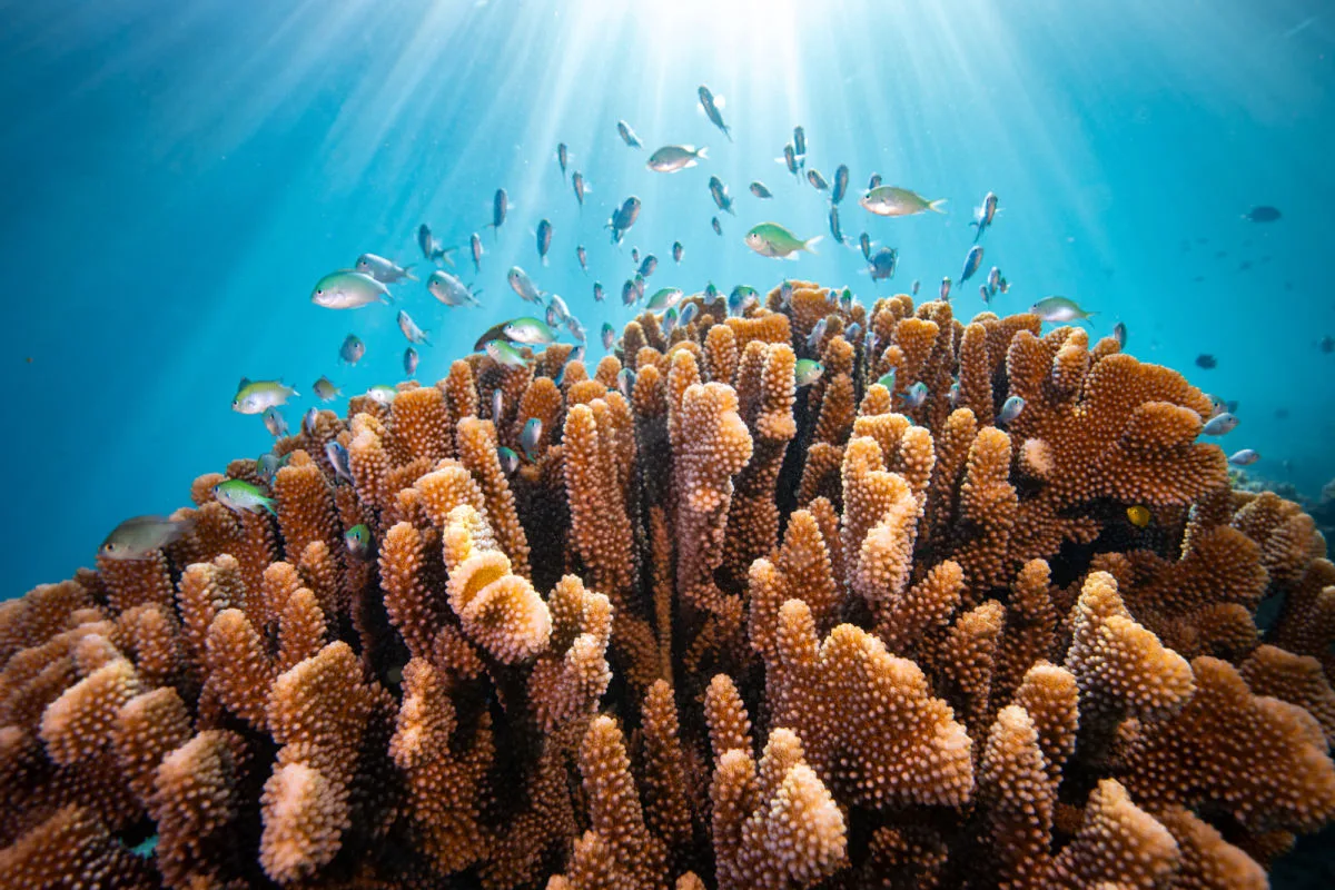 Coral Reef in Bali.jpg