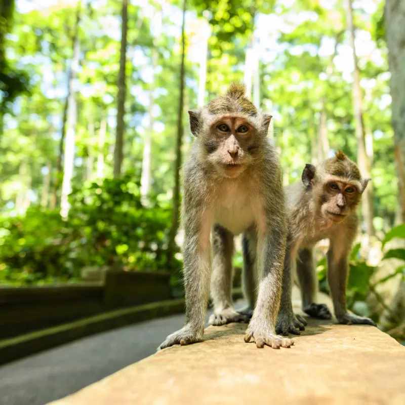 Two Monkeys at Monkey Forest in Bali