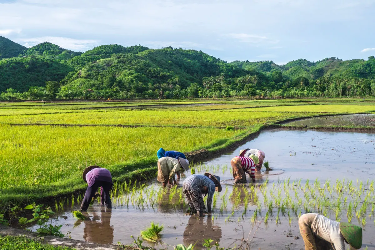 Rice Farmers In Tabanan Regency Bali.jpg