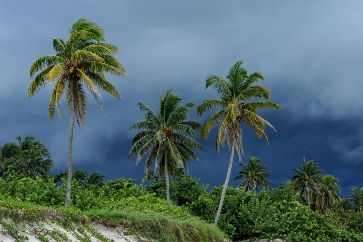 Storm Over Palm Trees in Bali