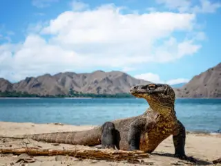 Komodo Dragon in Indoneisa By Ocean.jpg