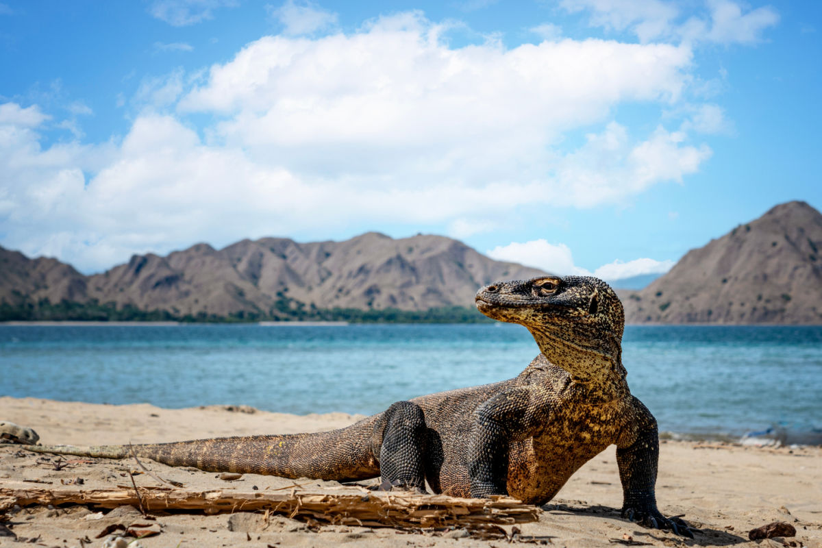 Komodo Dragon in Indonesia By Ocean.jpg