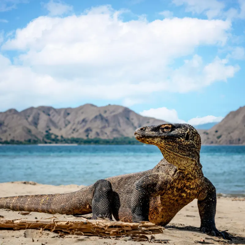 Komodo Dragon in Indonesia By Ocean.jpg