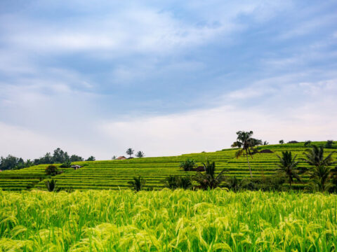 Off Path Itinerary Options Are Essential For Bali Tourists In 2026