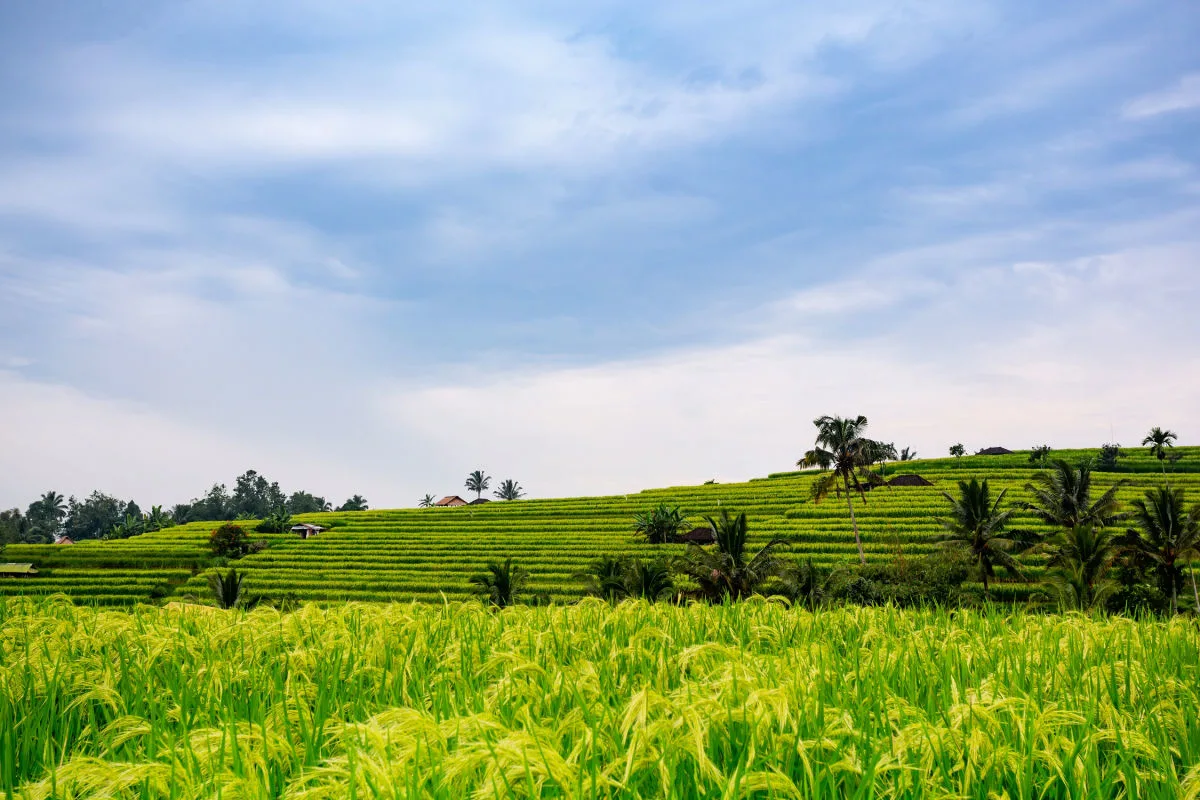 View of North Bali Rice Field