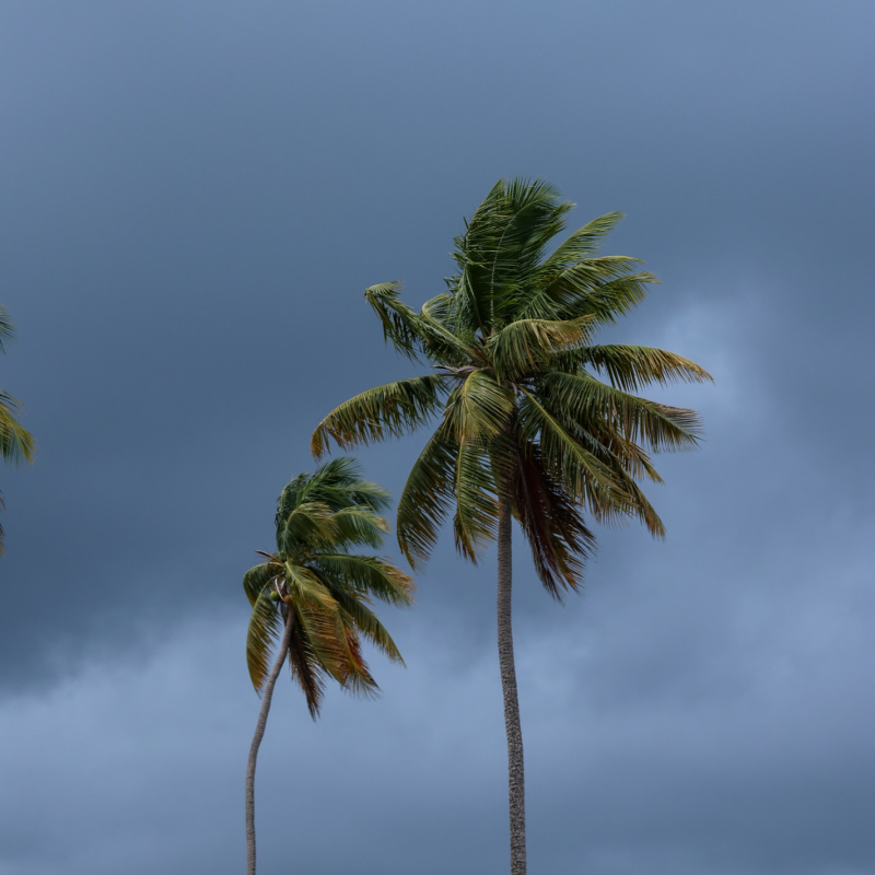 Palm Trees in Storm Weather Rain .jpg