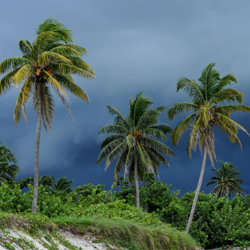 Storm Over Palm Trees in Bali