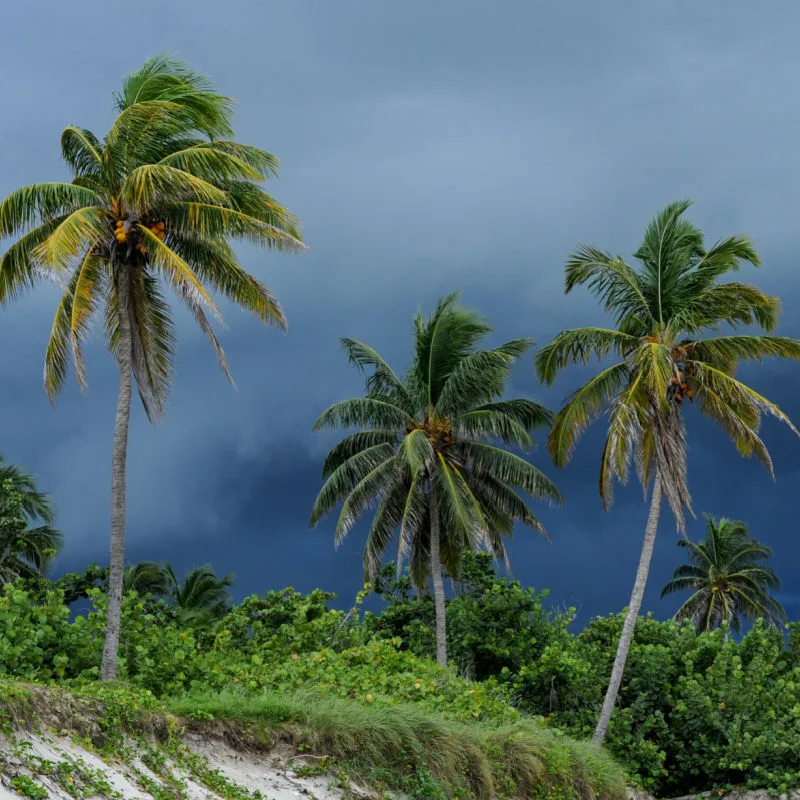 Storm Over Palm Trees in Bali