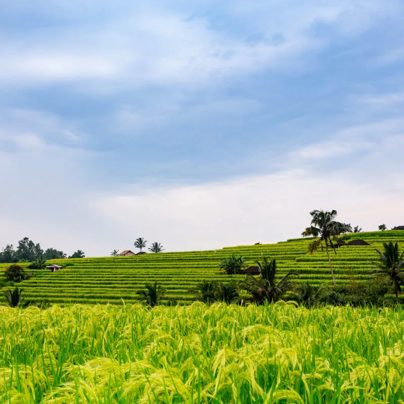 View of North Bali Rice Feild