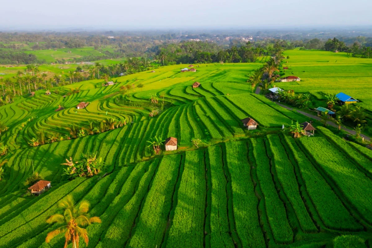View of Jatiluiwh Rice Terraces in Bali.jpg