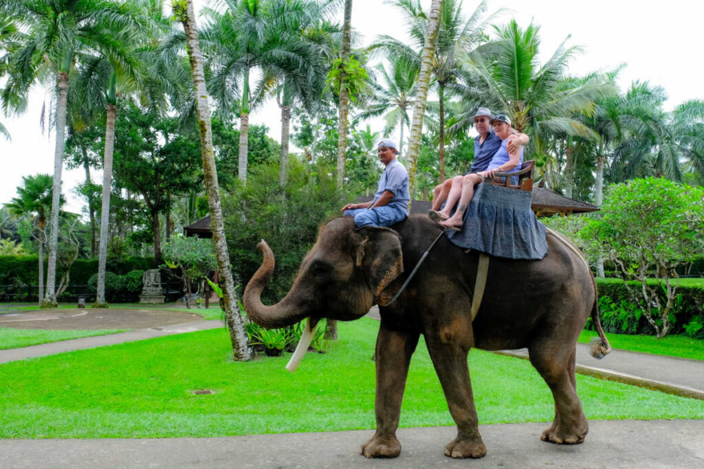 Bali Encouraged To Stop Elephant Riding At Tourist Attractions - The ...