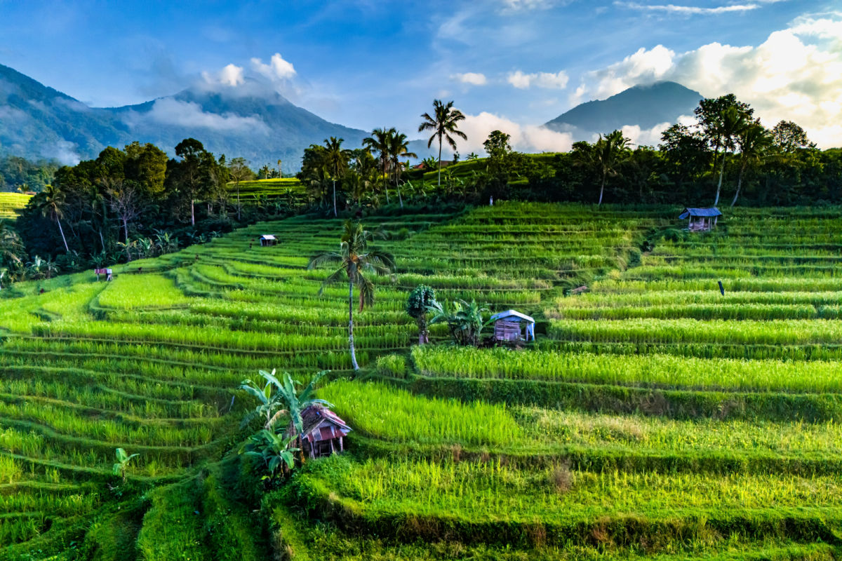 Jatiluwih Rice Terraces in Bali.jpg