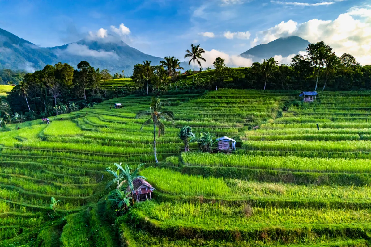 Jatiluwih Rice Terraces in Bali.jpg