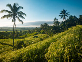 Farmer Protests Impacting Tourist Visits To Bali&rsquo;s Jatiluwih Rice Terraces&nbsp;