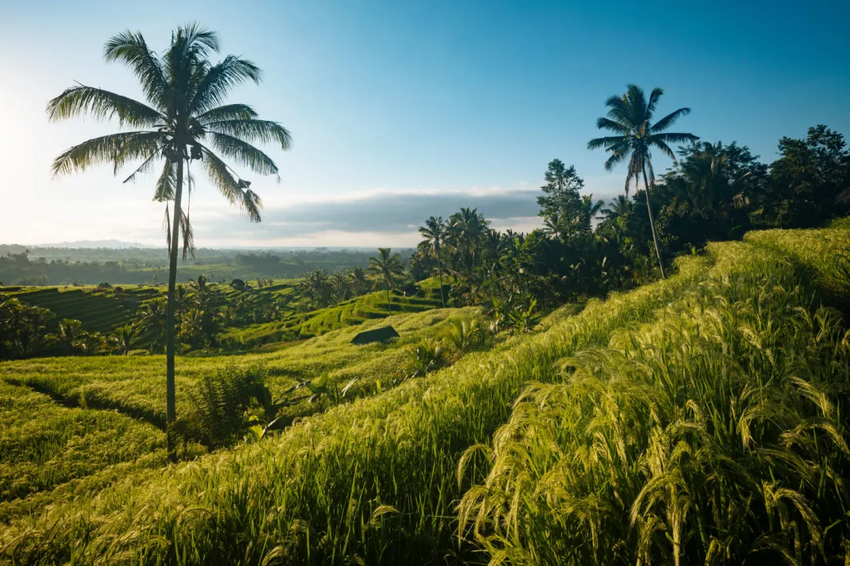 Jatiluwih Rice Terraces in Bali