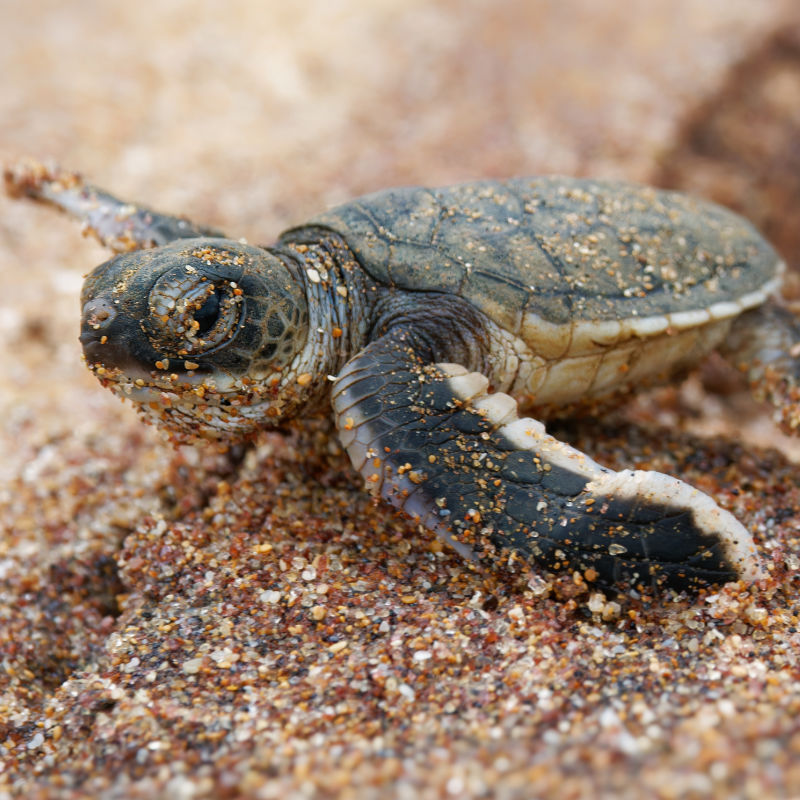 Green Turtle Hatchingly in Bali