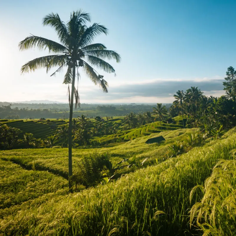 Jatiluwih Rice Terraces in Bali