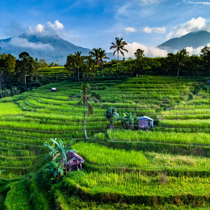 Bali’s Most Famous Rice Terraces Celebrate Increase In Tourist Visits ...