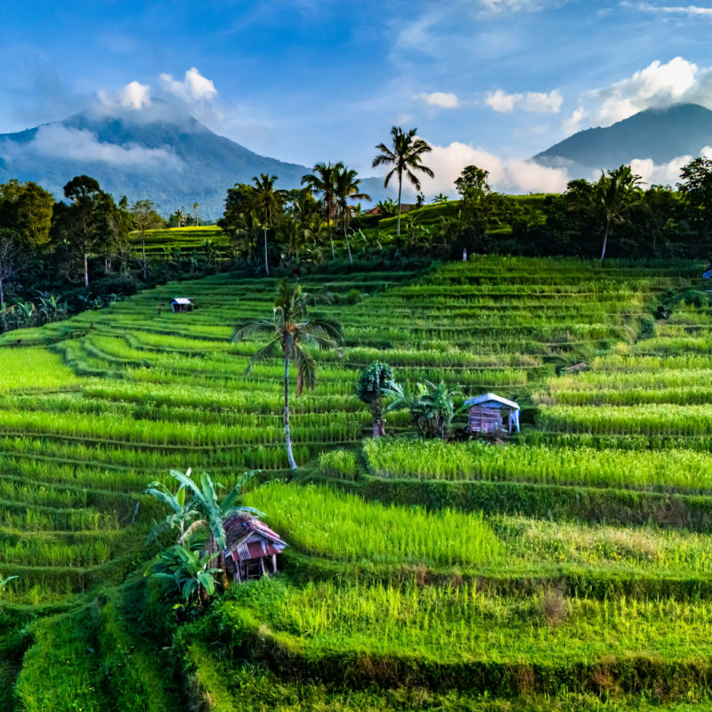 Jatiluwih Rice Terraces in Bali.jpg