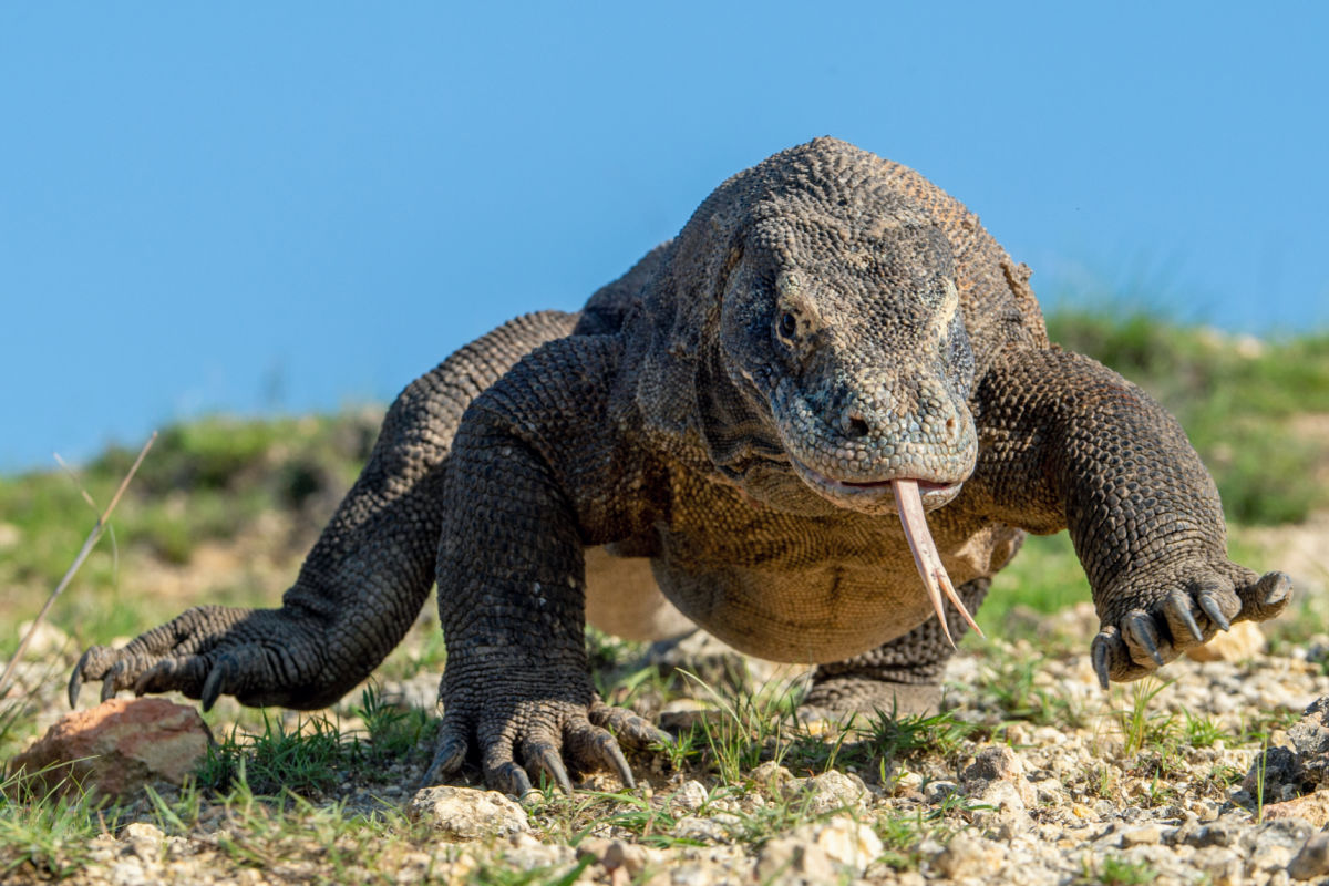 Komodo Dragon in Labuan Bajo Indonesia.jpg